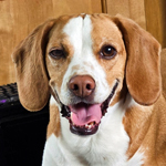 Hugo