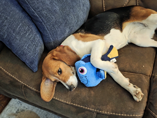 Dory
