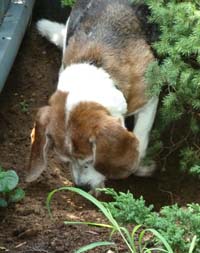 buck digging