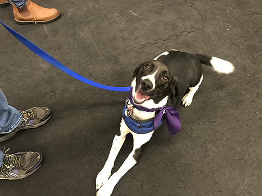 18th Annual Beagle Bash