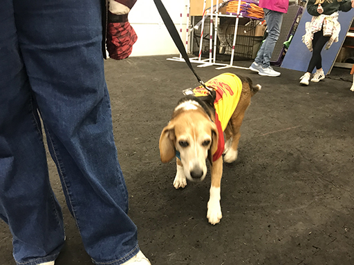 18th Annual Beagle Bash
