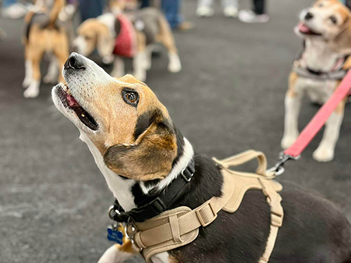 22nd Annual Beagle Bash