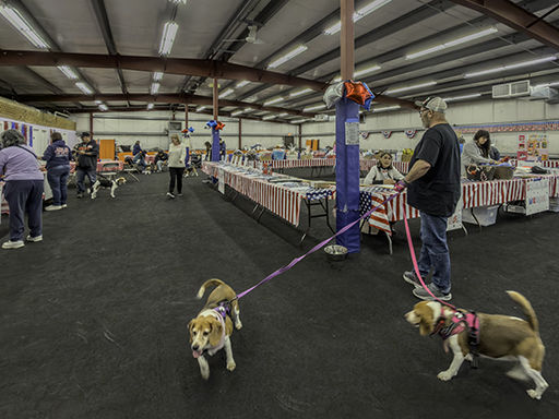22nd Annual Beagle Bash