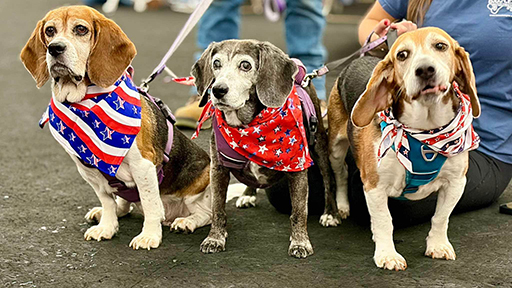 22nd Annual Beagle Bash