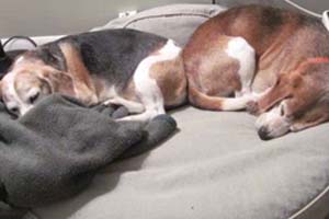 herb&snoopy