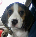 Foster Plea Percy