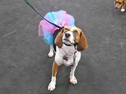 Fun at the 11th Annual B.O.N.E.S. Beagle Bash!
