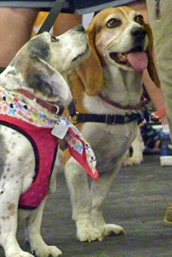Fun at the 11th Annual B.O.N.E.S. Beagle Bash!