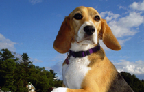 Beagle Resources