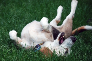 Beagles!